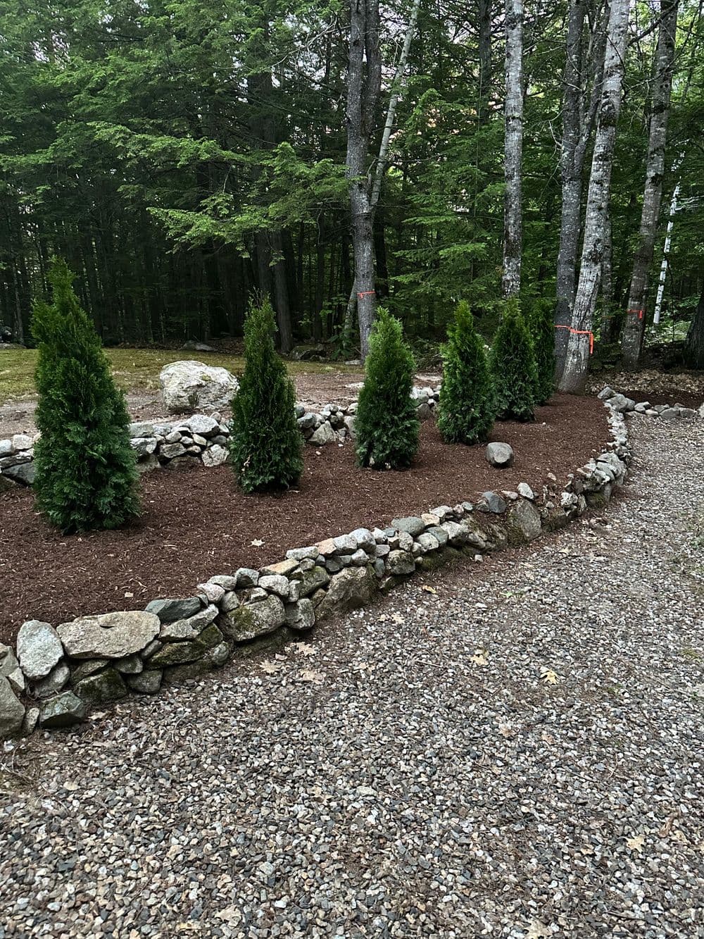Row of evergreen shrubs along a stone wall in a wooded landscape with gravel path.