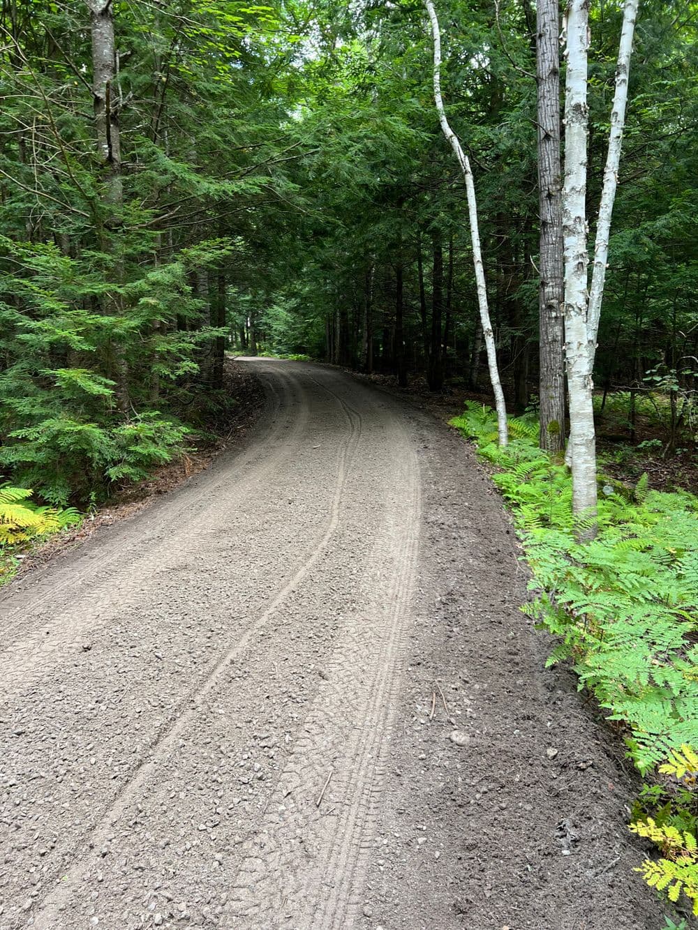 Winding dirt road through a lush green forest with tire tracks and ferns.