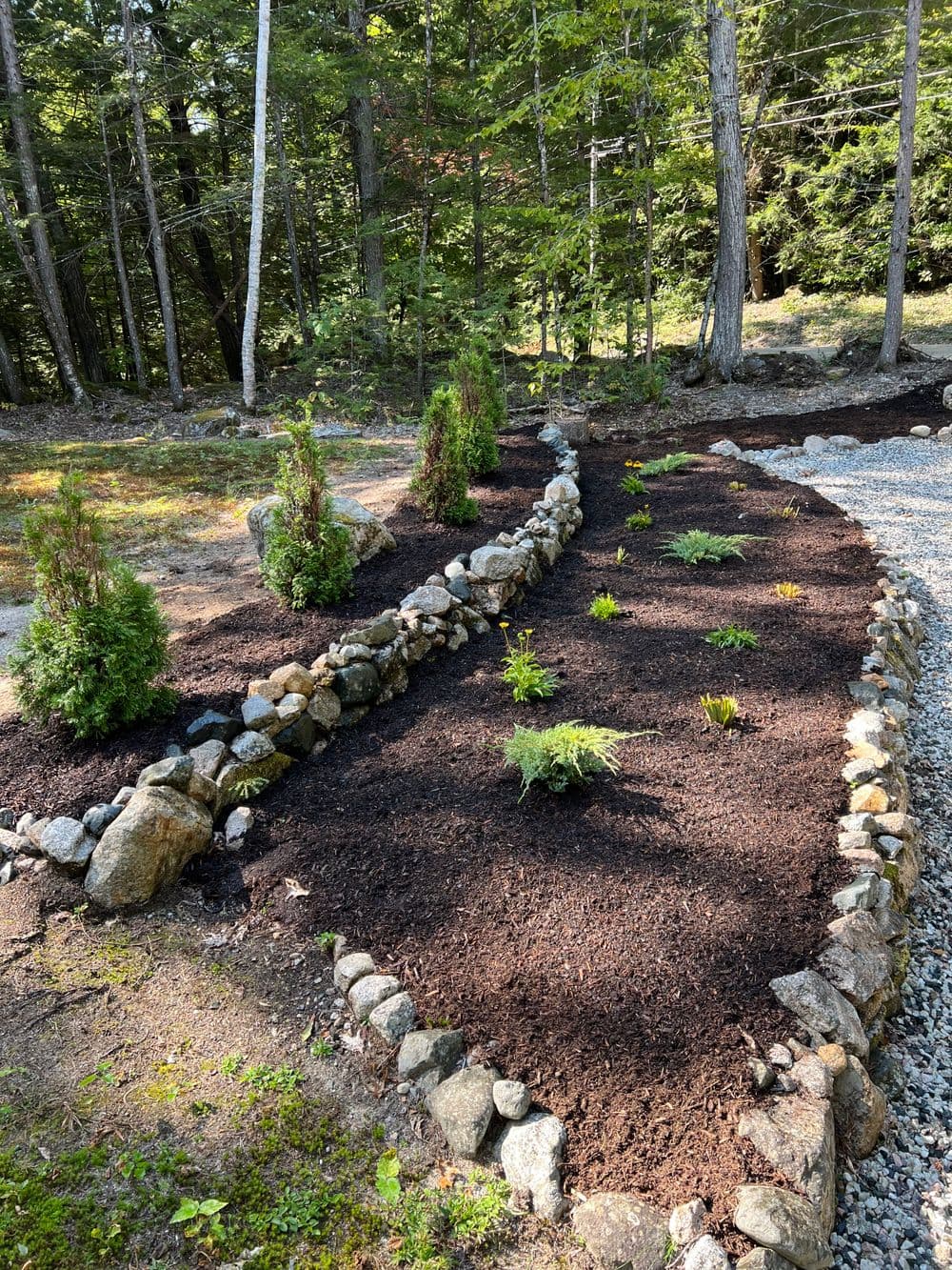 Curved garden bed with stone borders, featuring evergreen shrubs and rich dark mulch.