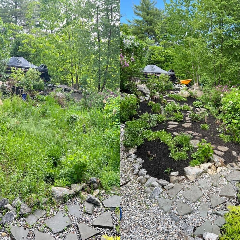 Before and after garden transformation with lush plants and stone pathway.